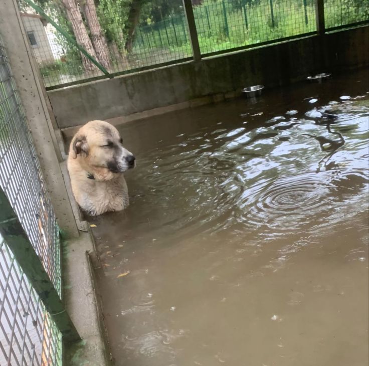 Un refuge animalier en proie aux inondations à&nbsp;répétition